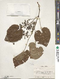 Vitis vulpina image