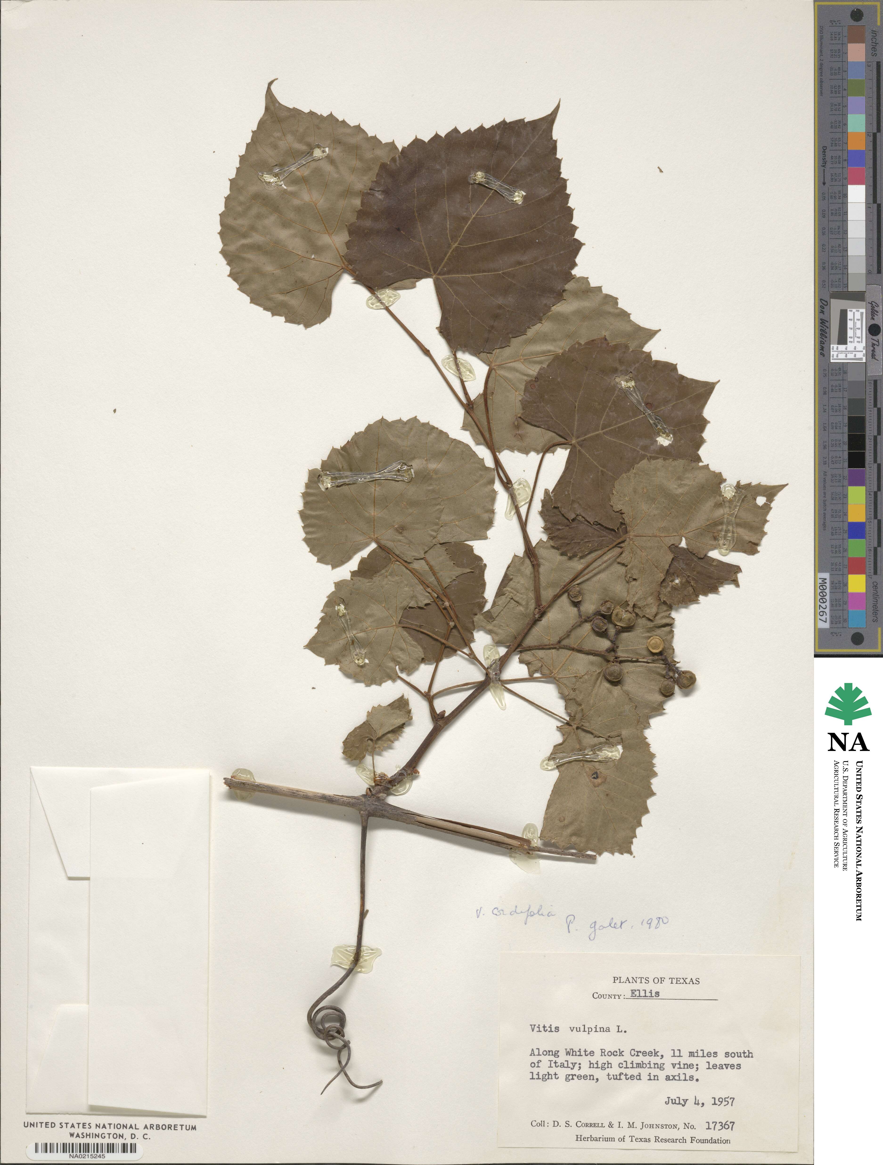 Vitis vulpina image