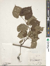 Vitis vulpina image