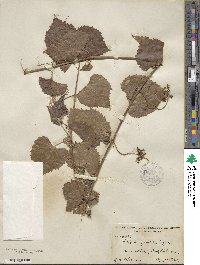 Vitis arizonica image