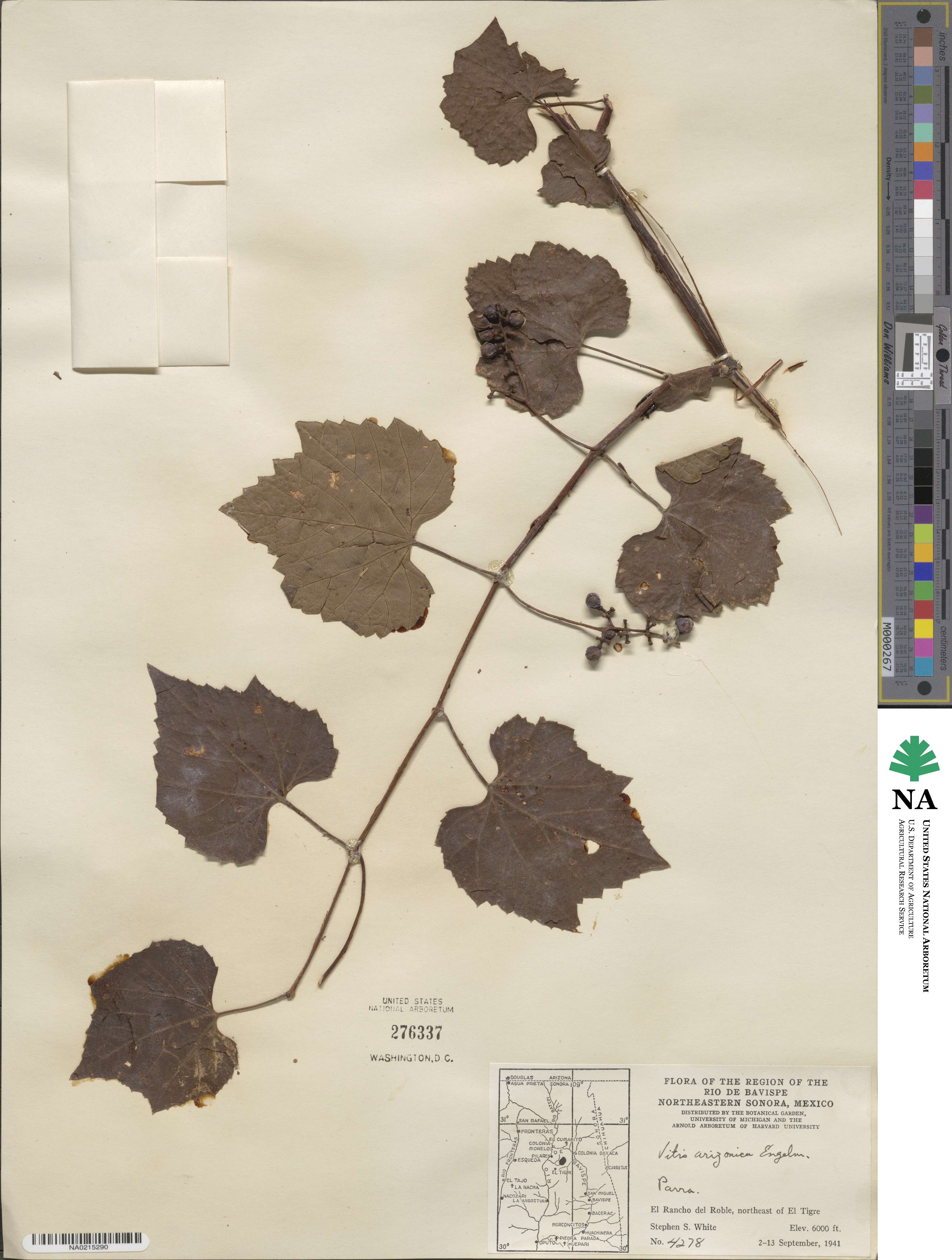 Vitis arizonica image