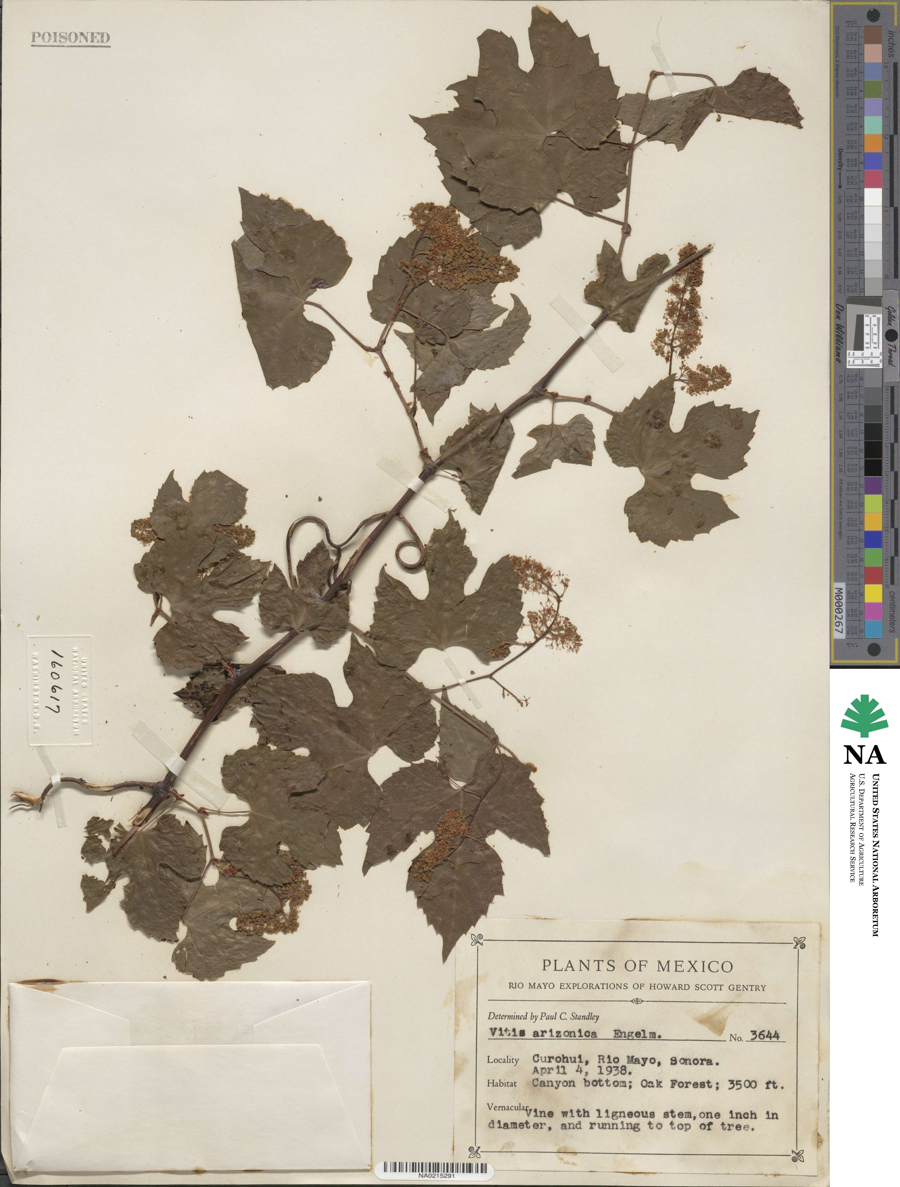 Vitis arizonica image