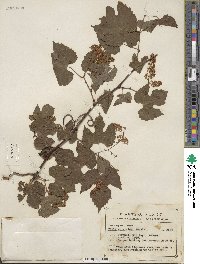 Vitis arizonica image