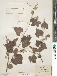 Vitis arizonica image