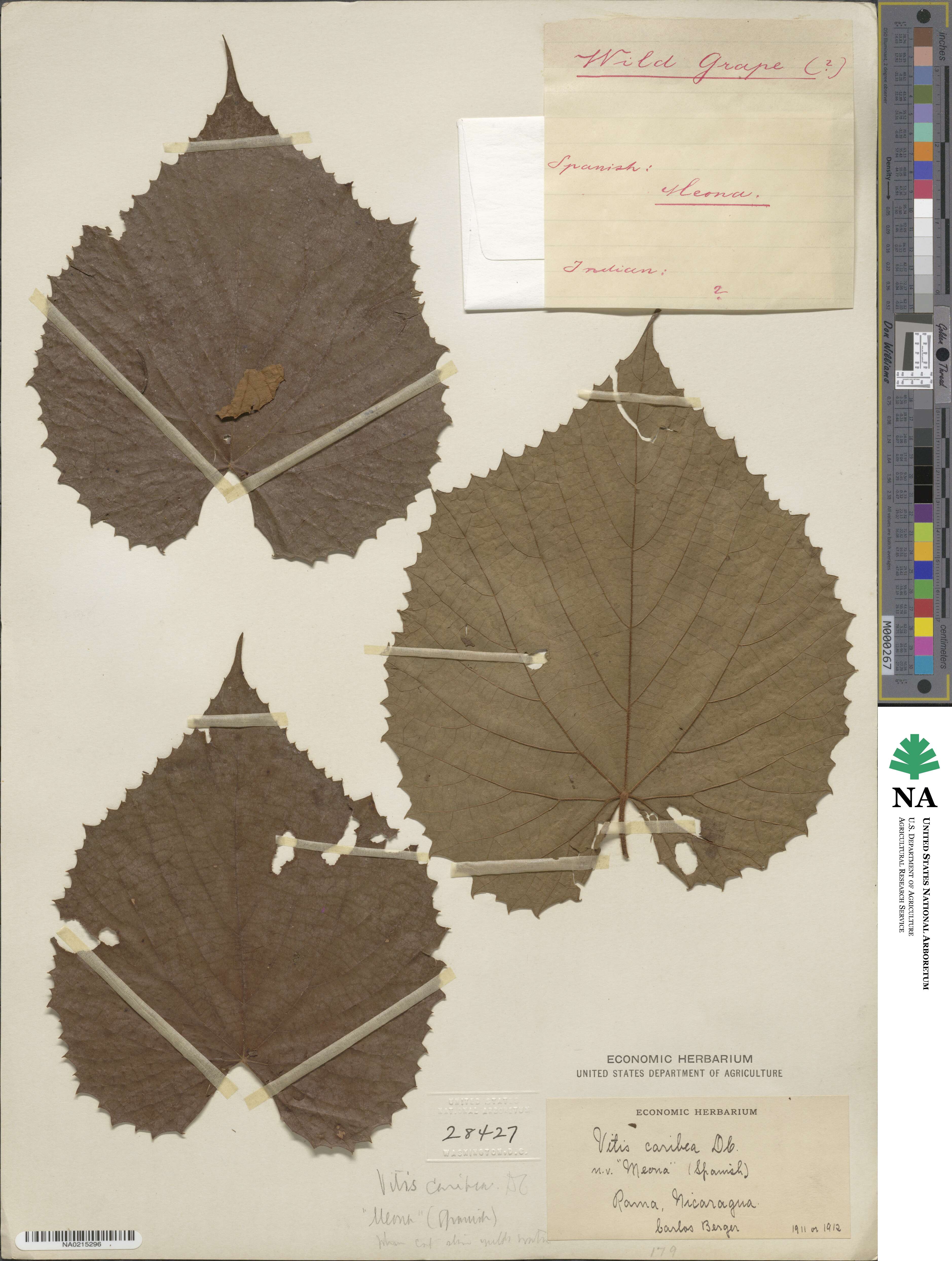 Vitis tiliifolia image