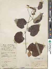 Vitis tiliifolia image