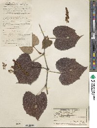 Vitis tiliifolia image