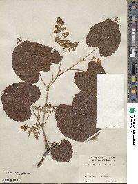 Vitis tiliifolia image