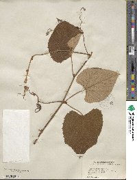 Vitis tiliifolia image