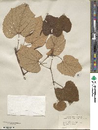 Vitis tiliifolia image