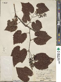 Vitis tiliifolia image