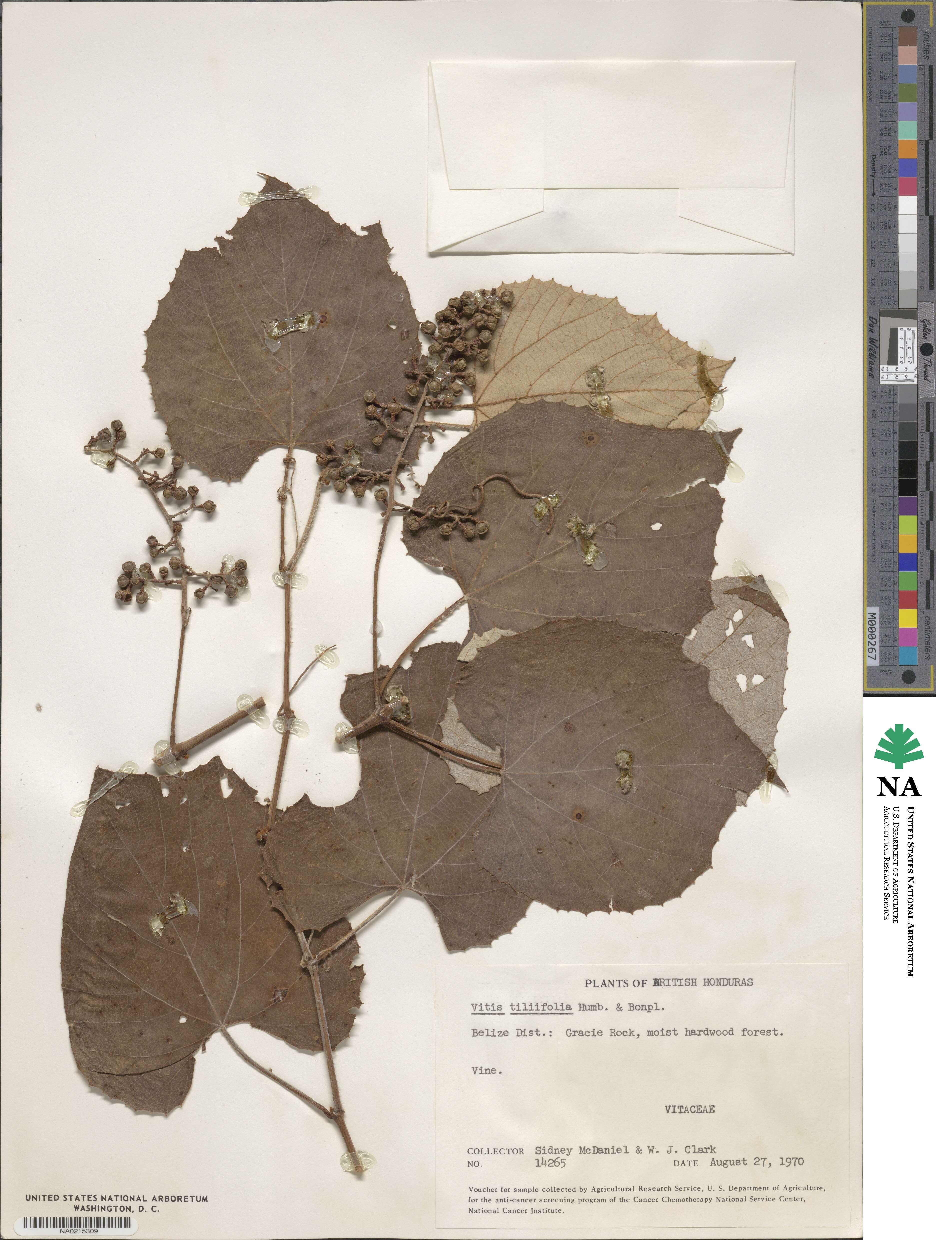 Vitis tiliifolia image
