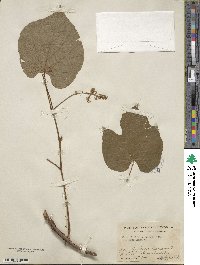 Vitis tiliifolia image