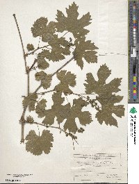 Vitis sylvestris image