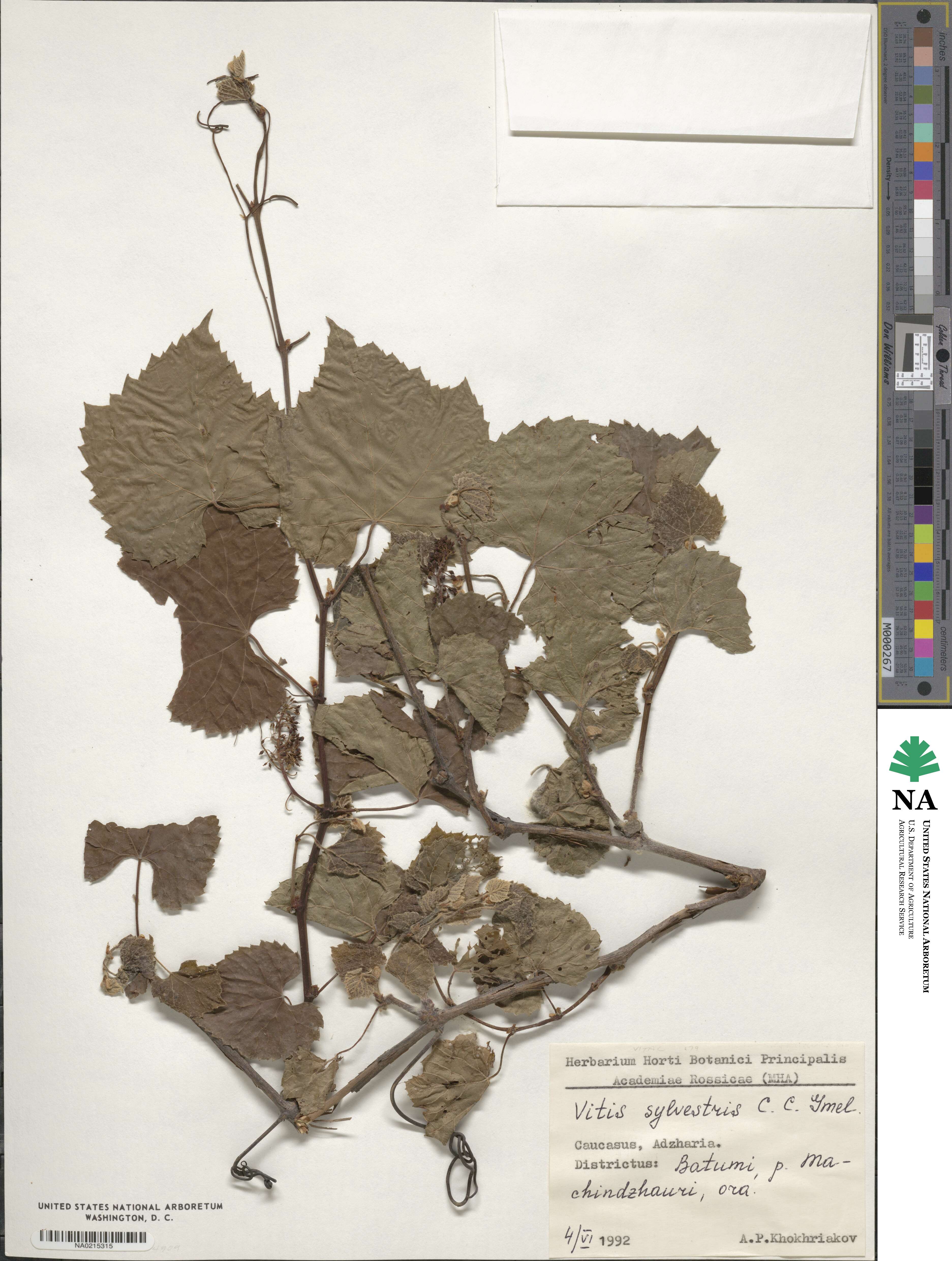 Vitis sylvestris image