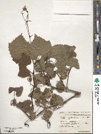 Vitis sylvestris image