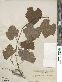 Vitis sylvestris image