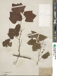 Vitis vinifera image