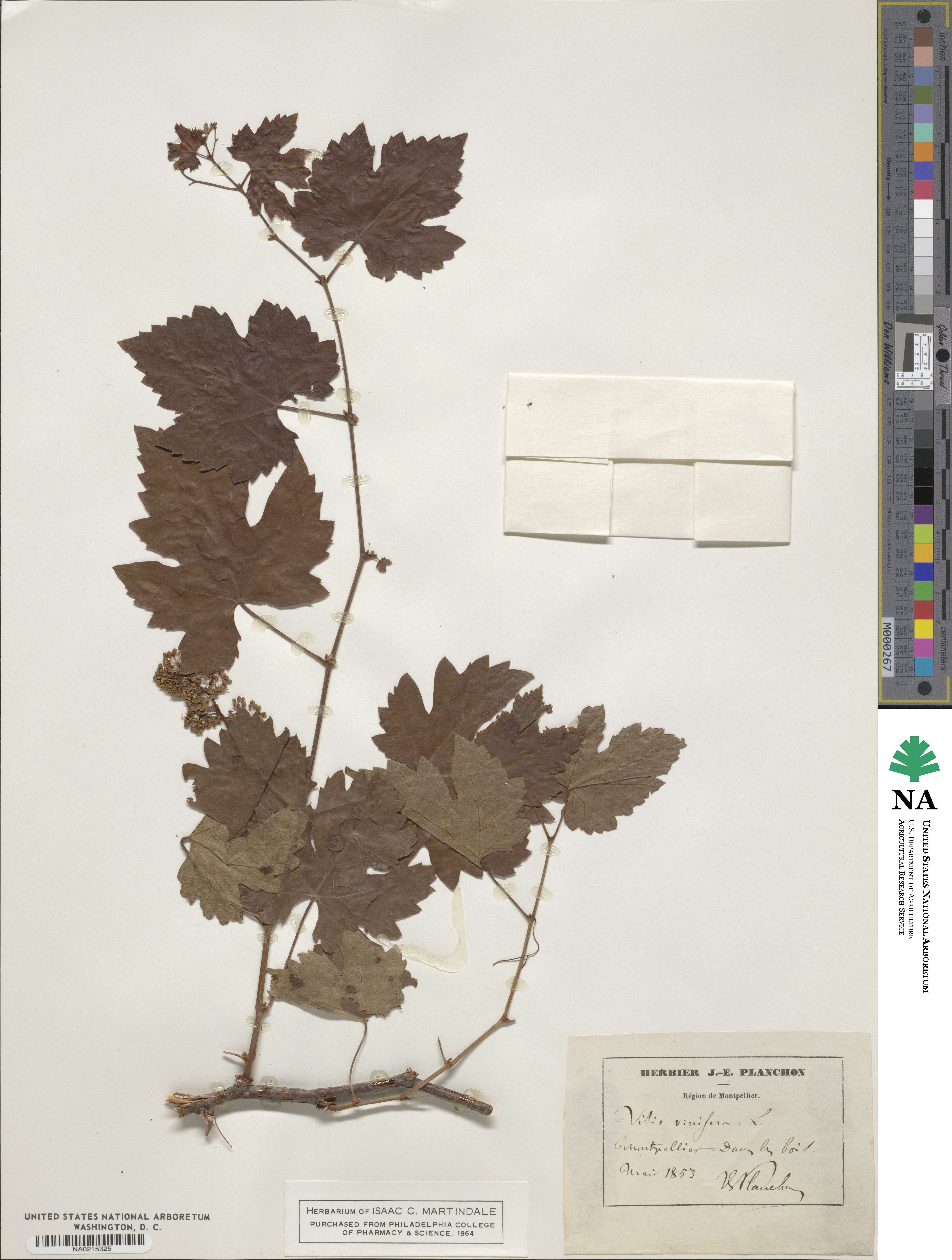 Vitis vinifera image