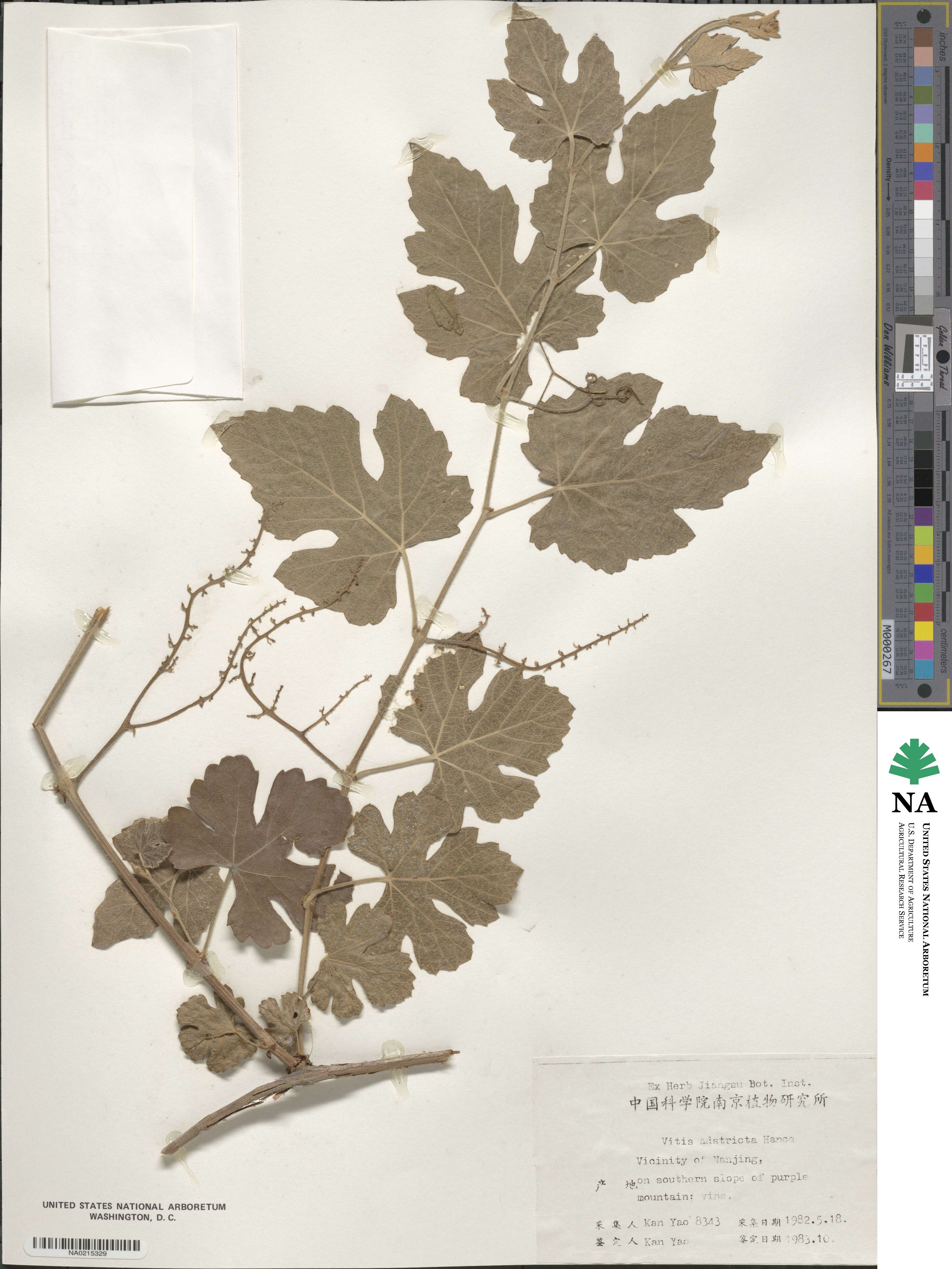 Vitis bryoniifolia image