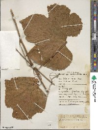 Vitis amurensis image