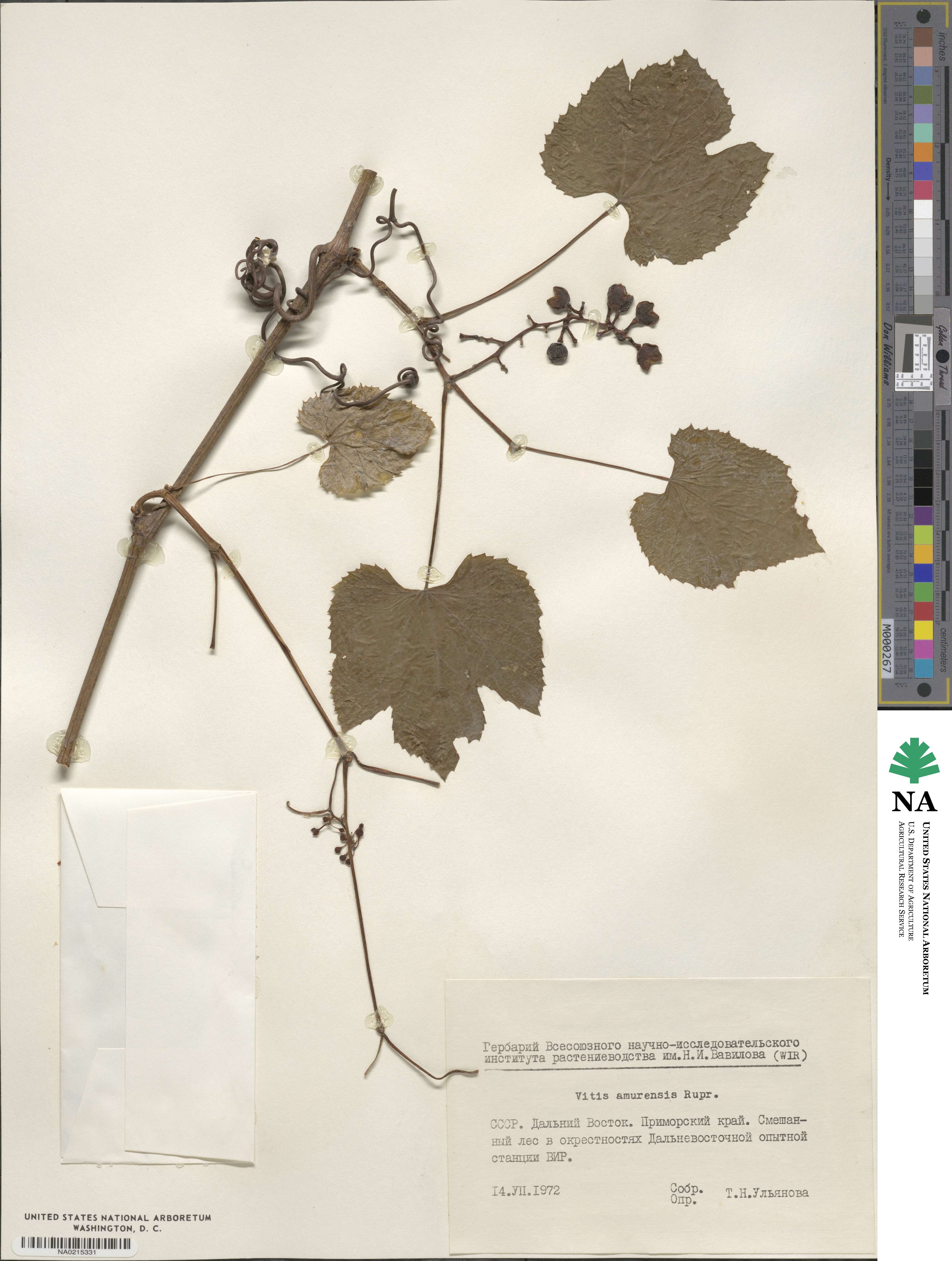 Vitis amurensis image