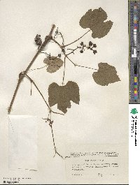 Vitis amurensis image