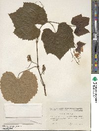 Vitis amurensis image