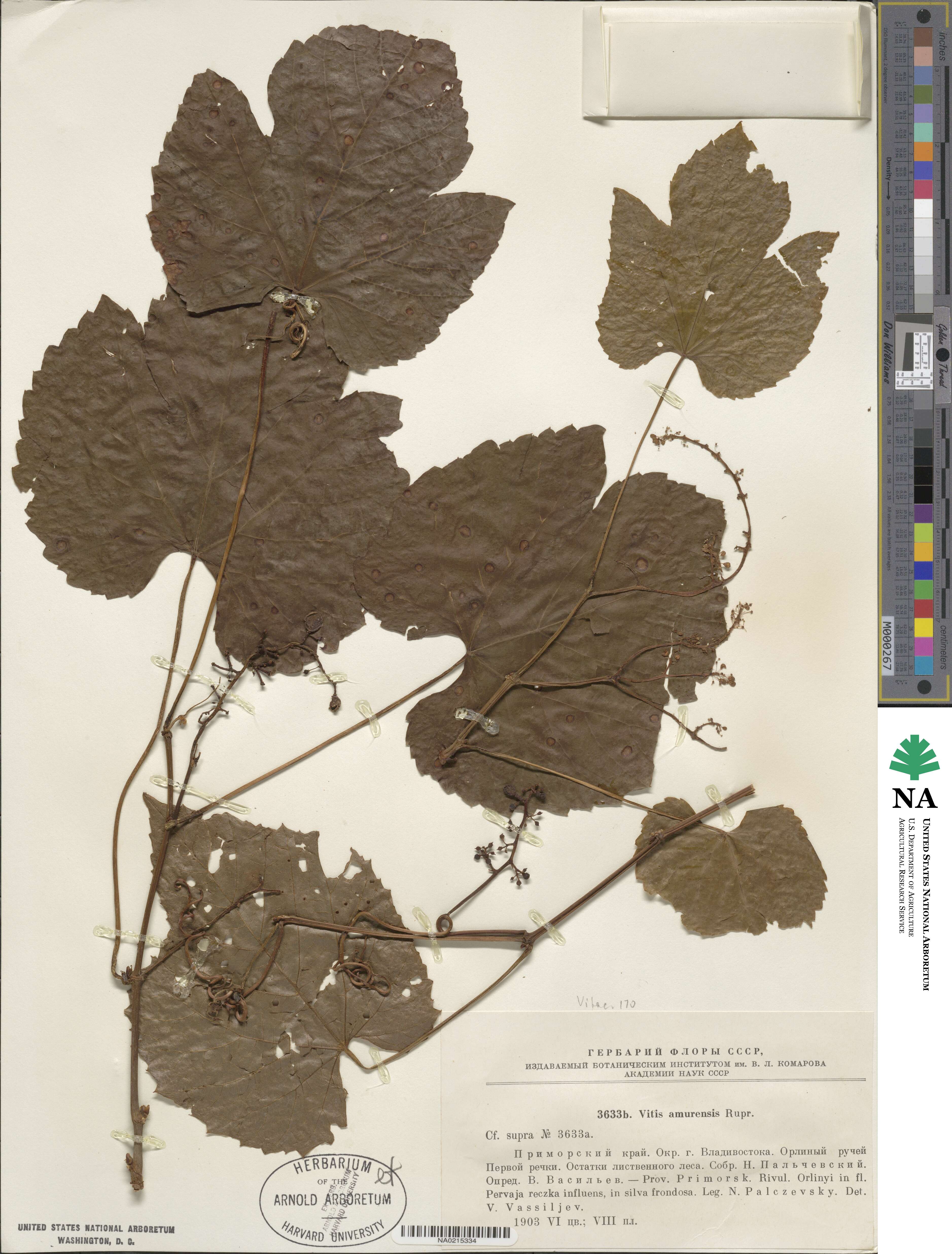 Vitis amurensis image