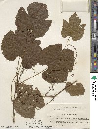 Vitis amurensis image