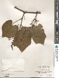 Vitis davidii image