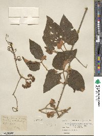 Ampelocissus divaricata image