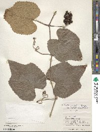 Vitis ficifolia var. lobata image