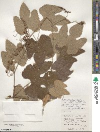 Vitis ficifolia var. lobata image