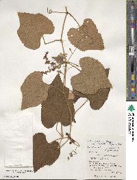 Vitis ficifolia var. lobata image