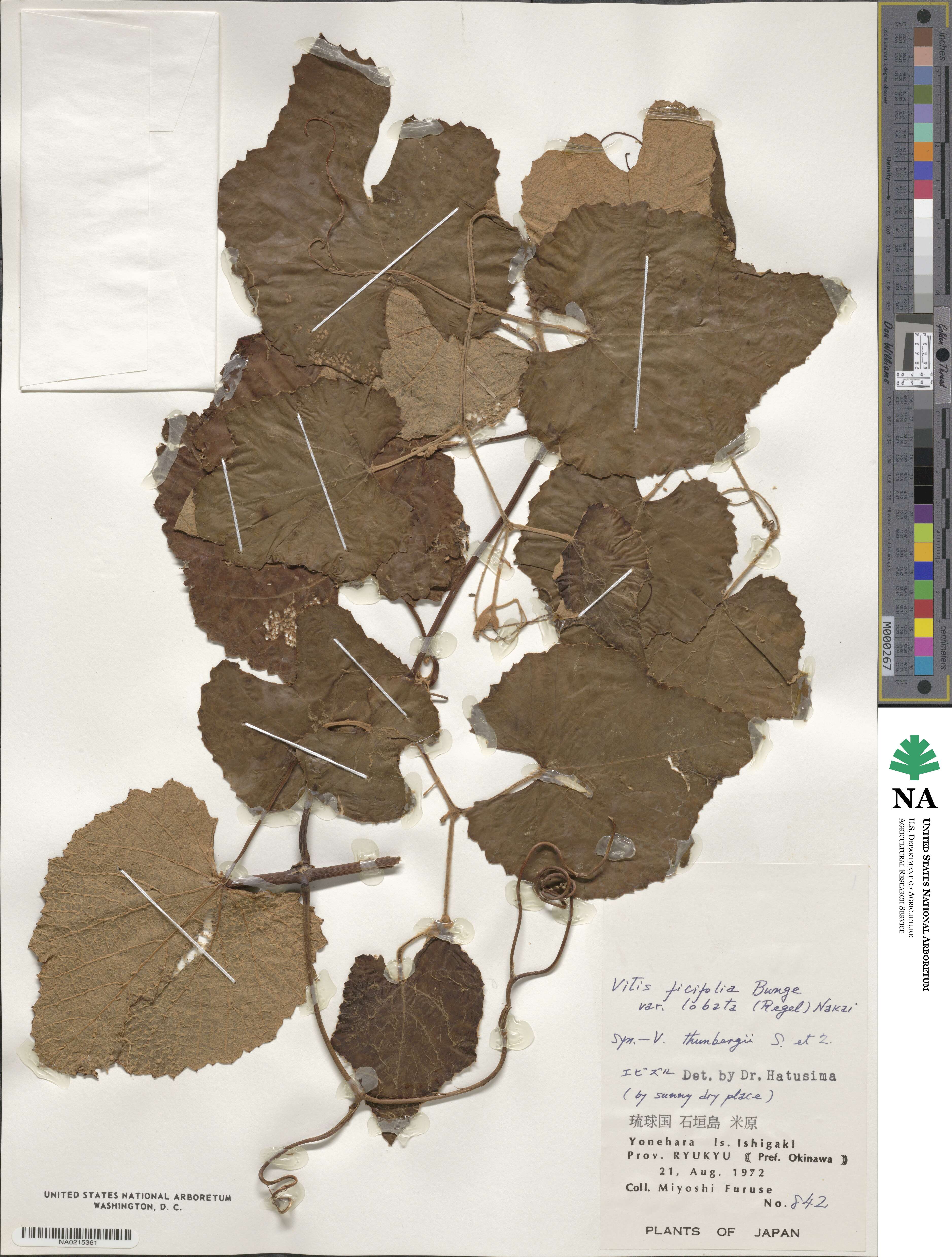 Vitis ficifolia image