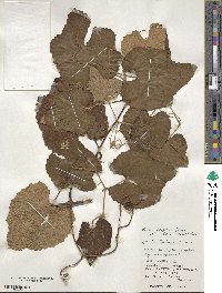 Vitis ficifolia var. lobata image