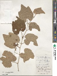 Vitis ficifolia var. lobata image