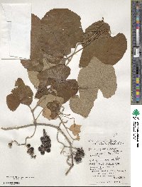 Vitis ficifolia var. lobata image