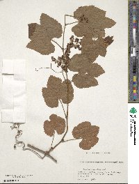 Vitis ficifolia var. lobata image