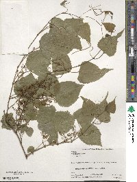 Vitis flexuosa image