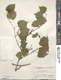 Vitis flexuosa image