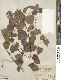 Vitis flexuosa image