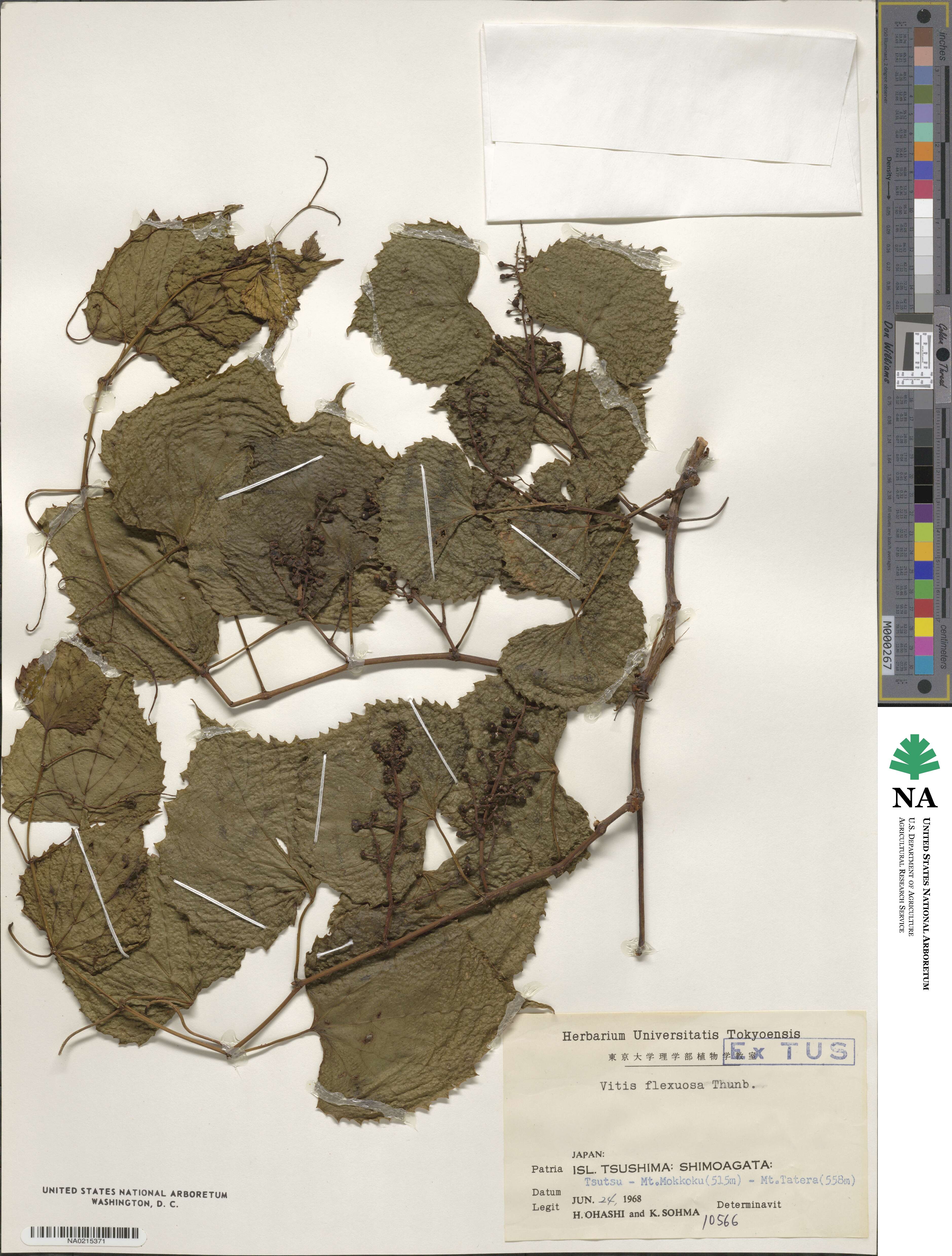 Vitis flexuosa image
