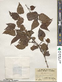 Vitis flexuosa image