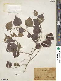 Vitis flexuosa image