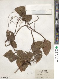 Parthenocissus semicordata image