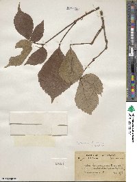 Parthenocissus semicordata image