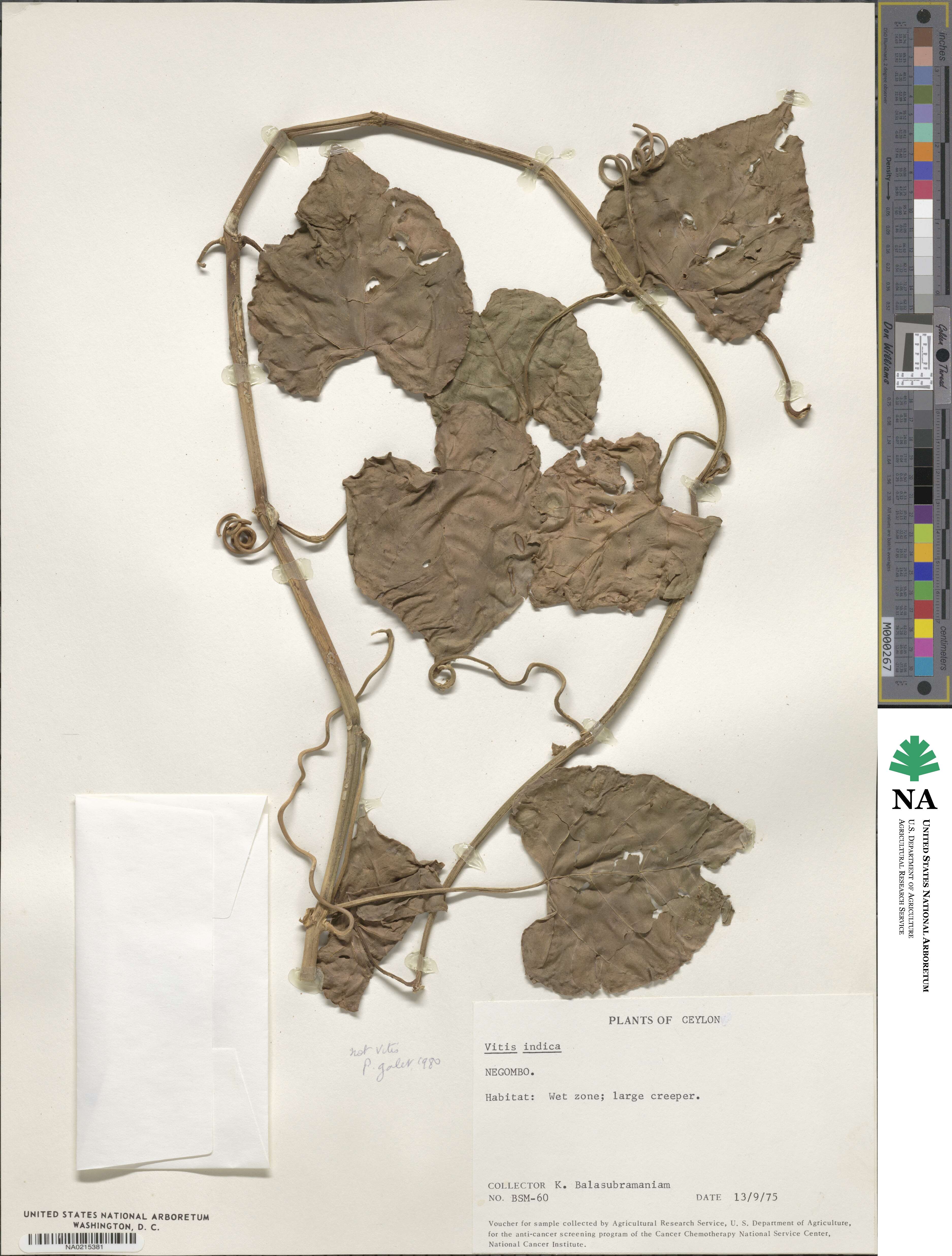 Vitis indica image