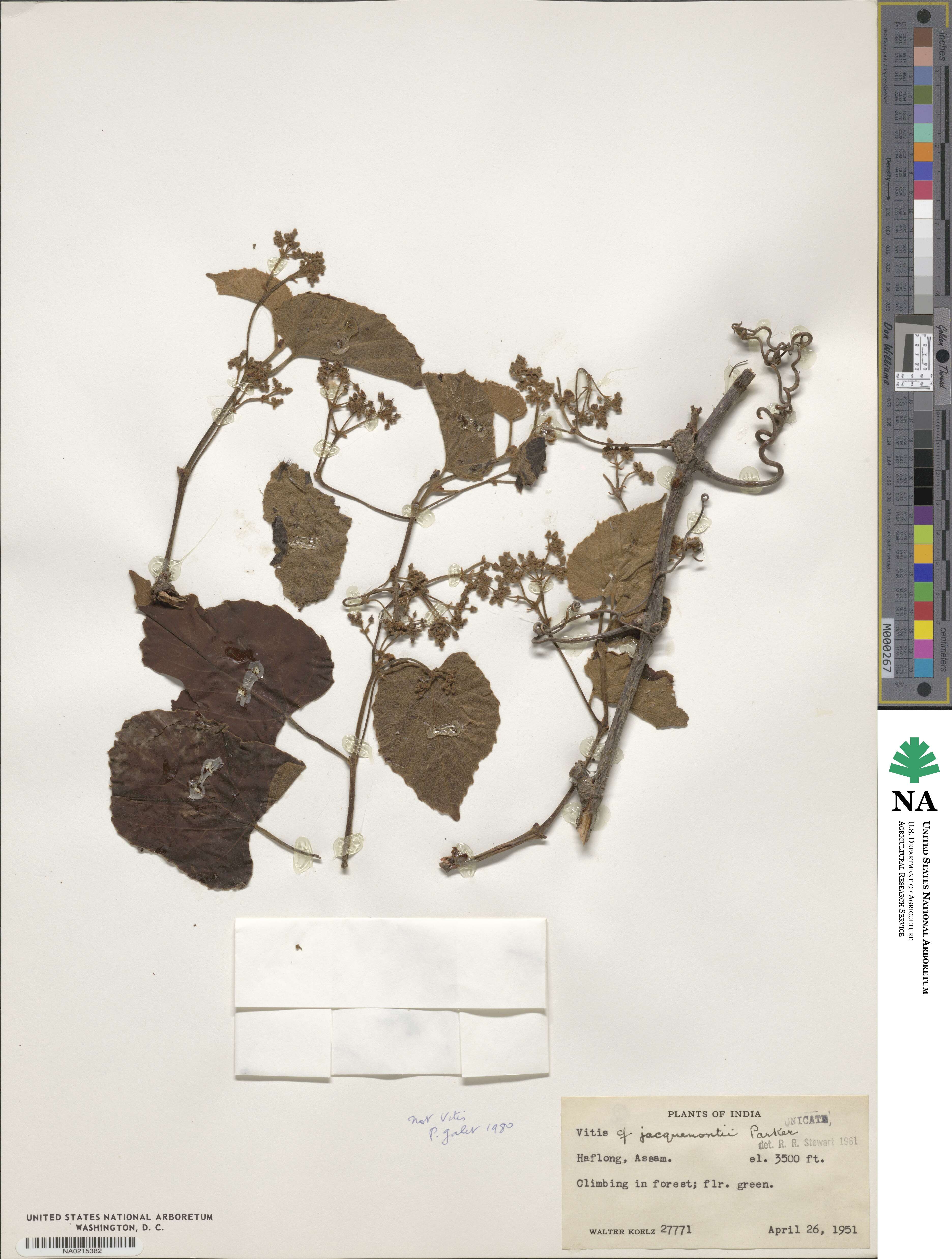 Vitis jacquemontii image